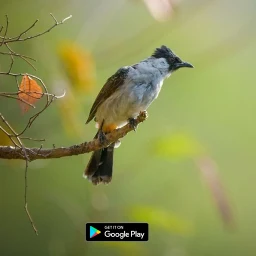 Ikon suara pemikat burung kutilang